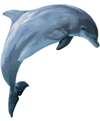 dolphin