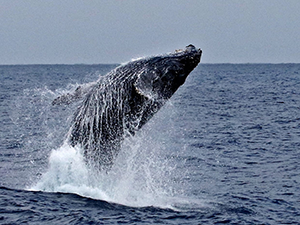 素潜りでクジラと泳ごう！